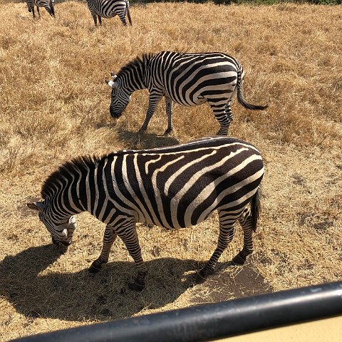 IMG 3864