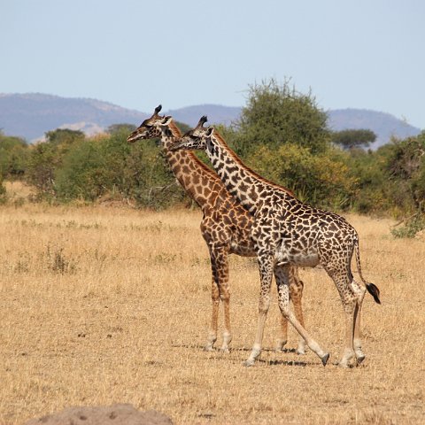 IMG 7318