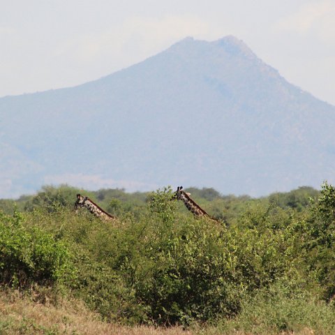 IMG 7348
