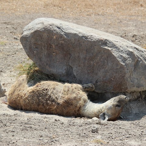 IMG 7482