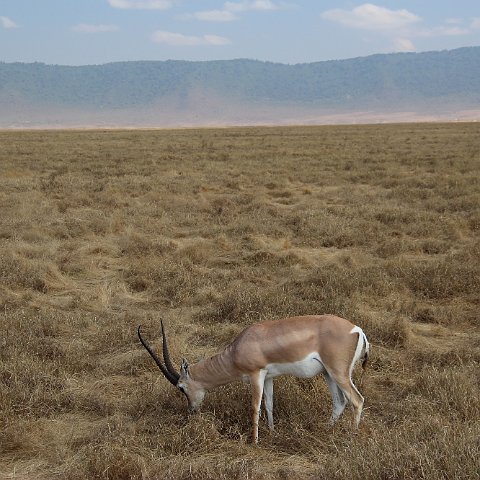 IMG 7554