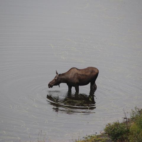IMG 1786