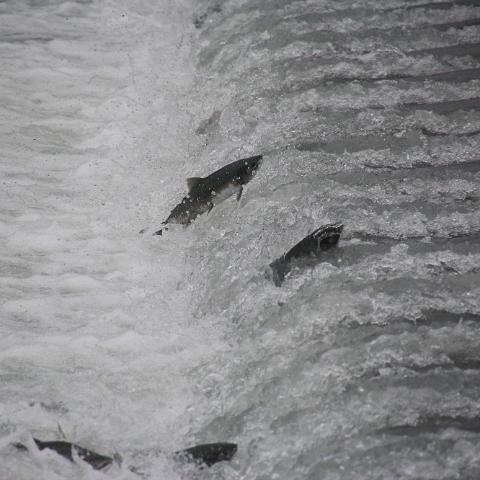 IMG 3484
