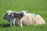 IMG_0586