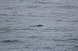 IMG_2017