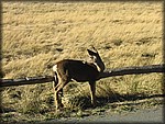 133_3321.JPG