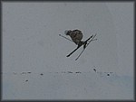 IMG_2868.jpg