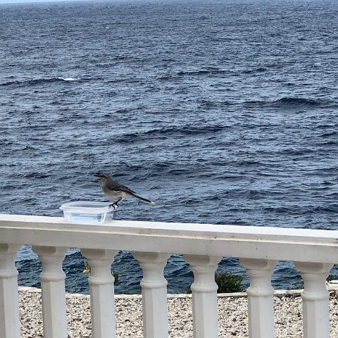 IMG 1694