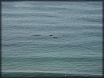 IMG_0493.jpg