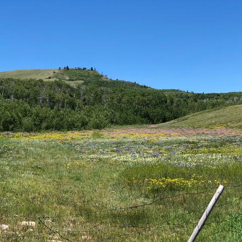 IMG 7489 - Copy