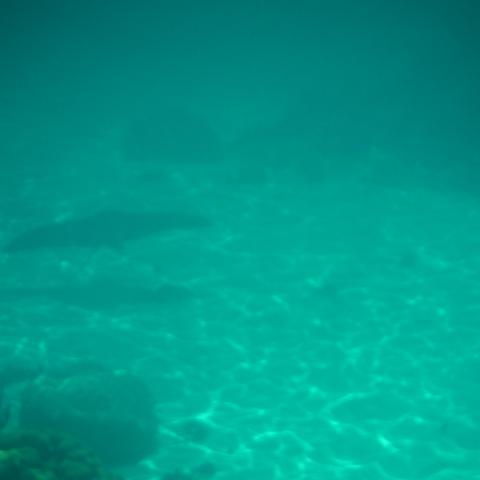 DSCF1737