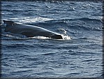 IMG_2085.jpg