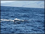 IMG_2137.jpg