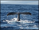 IMG_2140.jpg