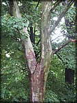 IMG_3266.jpg
