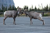IMG_3275