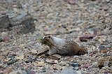 IMG_3452