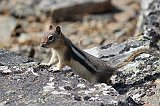 IMG_3534