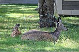 IMG_3770