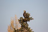 IMG_4927