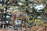 IMG_5332