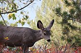 IMG_5336