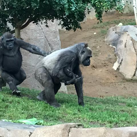 IMG 7562