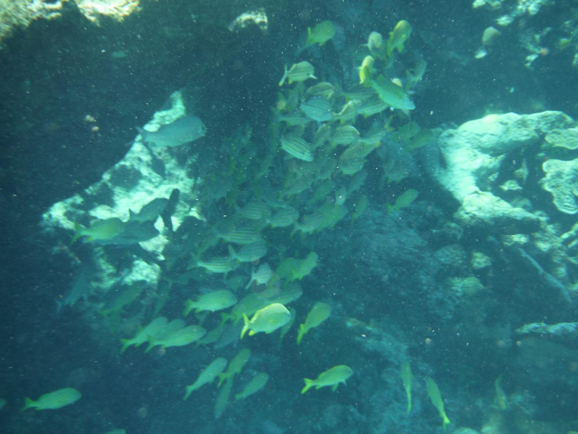 DSCF1401