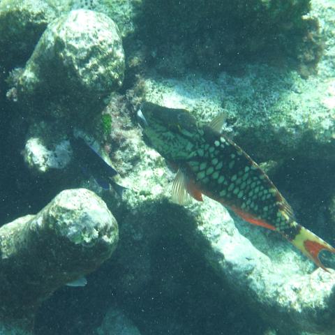 DSCF1435