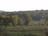 DSC02954