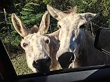 IMG_0920