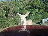 IMG_0922