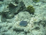 IMG_5474