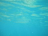 IMG_5518
