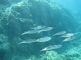 IMG_5817