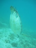 IMG_6243