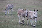 IMG_6367