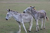 IMG_6387