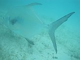 IMG_6454