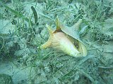 IMG_6520